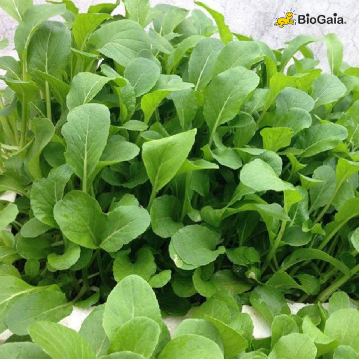 Trẻ bị táo bón nên ăn rau gì - 4