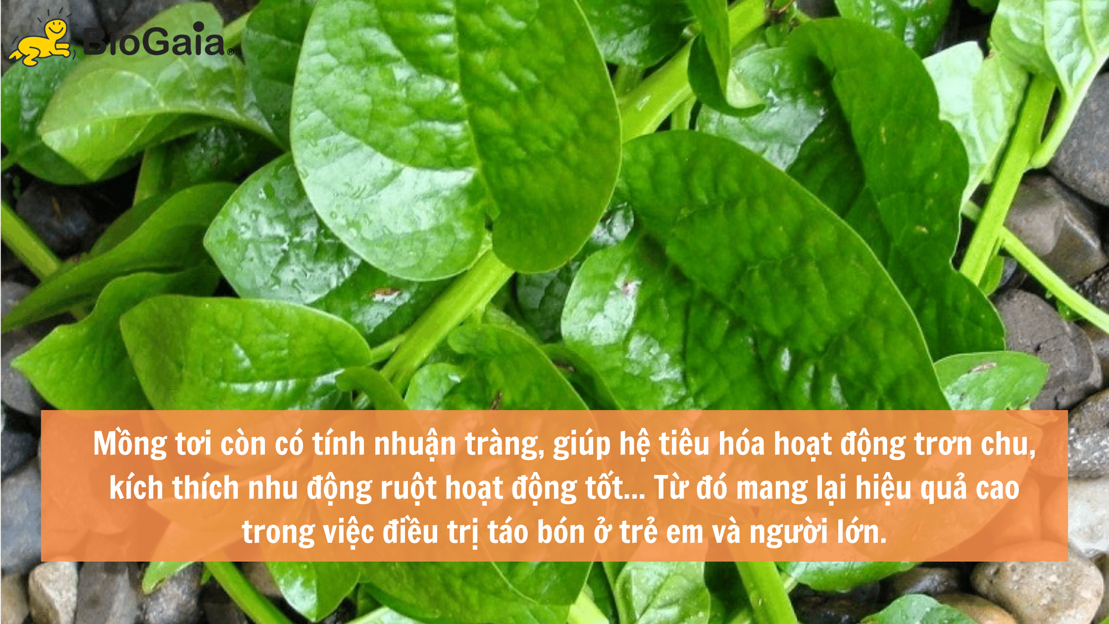 Trẻ táo bón nên ăn gì để tốt cho hệ tiêu hóa - 1