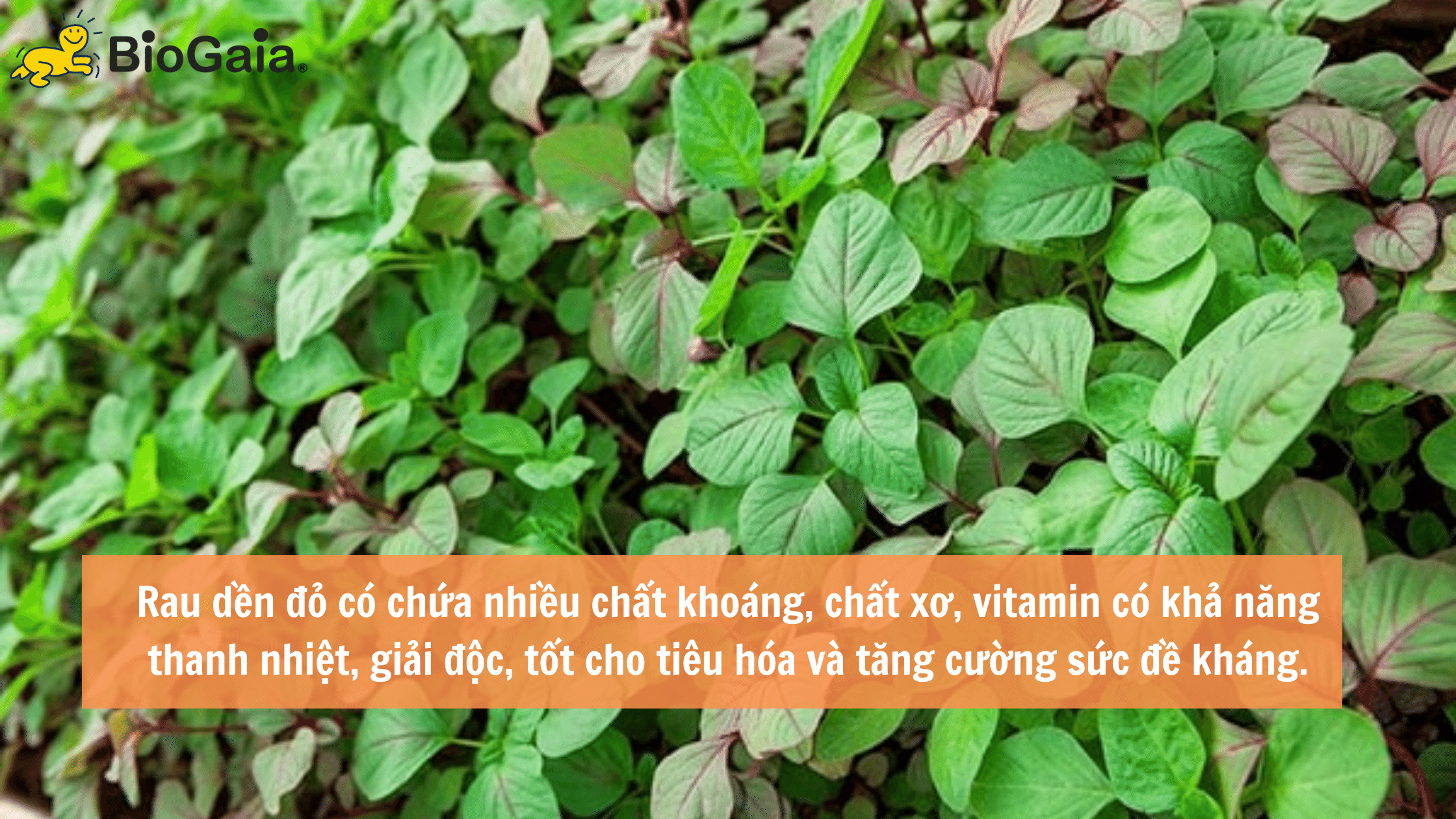 Trẻ táo bón nên ăn gì để tốt cho hệ tiêu hóa - 5