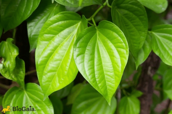 3 mẹo trị táo bón cho trẻ sơ sinh tại nhà hiệu quả - 1
